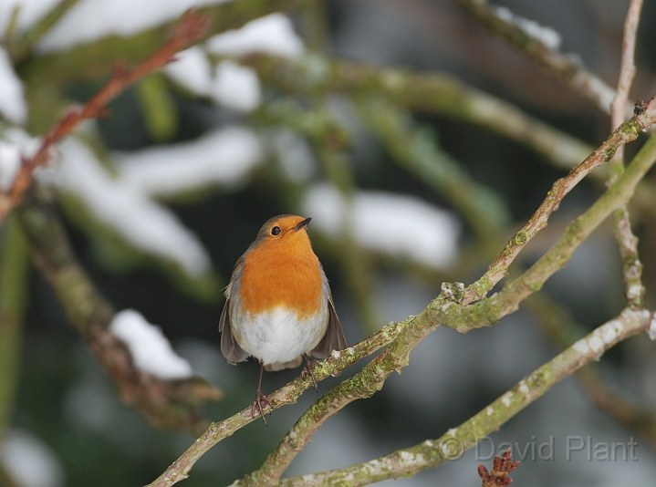 Robin with snow - G.jpg - Robin with snow - Gloucestershire